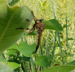 Promachus vertebratus