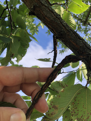 Ulmus thomasii