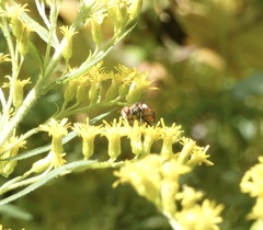 Gymnosoma
