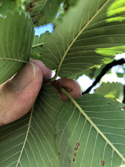 Ulmus thomasii