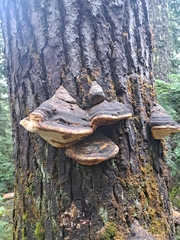 Phellinus