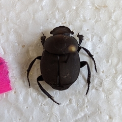 Canthon chalcites