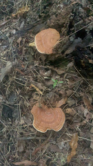 Ganoderma lobatum