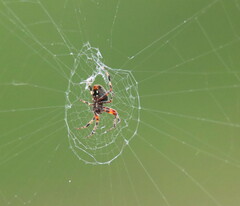 Araneae