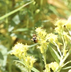 Gymnosoma