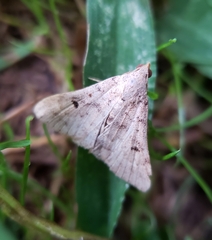 Bleptina caradrinalis