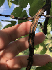 Ulmus thomasii