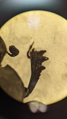 Canthon chalcites