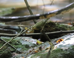 Helmitheros vermivorum