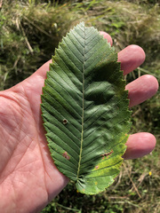 Ulmus thomasii