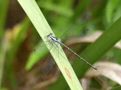 Austroargiolestes icteromelas