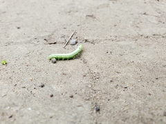 Trichoplusia ni