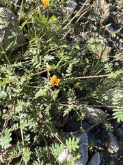 Kallstroemia parviflora