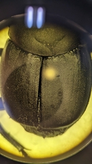 Canthon chalcites