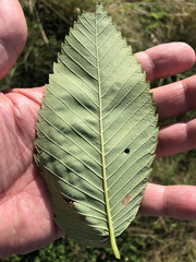 Ulmus thomasii
