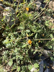 Kallstroemia parviflora