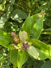 Gentiana alba