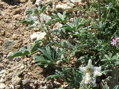 Lupinus argenteus