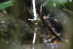 Helmitheros vermivorum