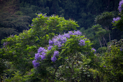 Jacaranda copaia