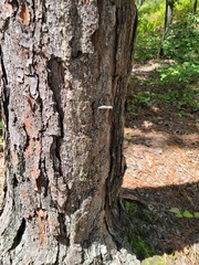 Sceloporus undulatus