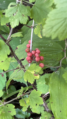 Maianthemum racemosum