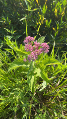 Eutrochium maculatum