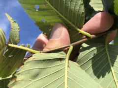 Ulmus thomasii