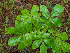 Carya tomentosa