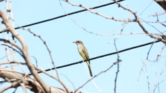 Myiarchus swainsoni