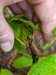 Carya tomentosa