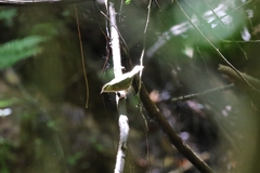 Helmitheros vermivorum
