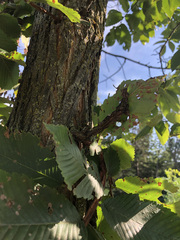 Ulmus thomasii