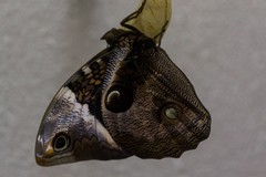 Opsiphanes tamarindi tamarindi