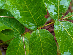 Carya tomentosa