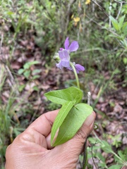 Phaseolus pauciflorus