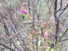 Drosera drummondii