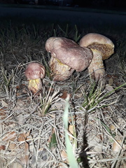 Pulchroboletus rubricitrinus