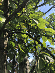Ulmus thomasii