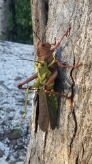 Tropidacris cristata