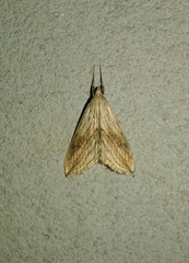 Evergestis forficalis