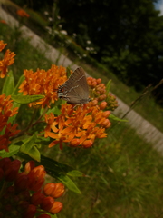 Satyrium favonius