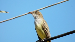 Myiarchus swainsoni