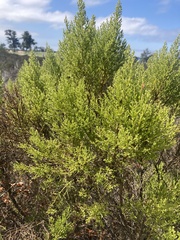 Baccharis pilularis
