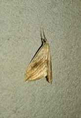 Evergestis forficalis