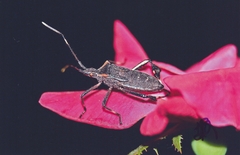 Leptoglossus gonagra