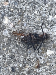Formica pallidefulva