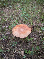 Amanita amerirubescens