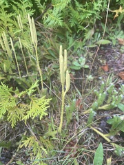 Lycopodium