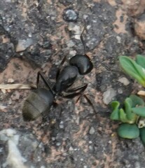 Camponotus pennsylvanicus